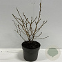 Prunus nipponica 'Brillant' 40-60 cm 4,0L