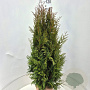 Thuja pl. 'Excelsa' 120-140 cm met kluit