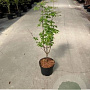 Acer griseum 125-150 cm 7,5L