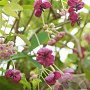 Akebia quinata 150-175 cm 15L