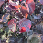Cercis can. 'Merlot' 100-125 cm met kluit