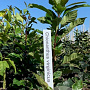 Chionanthus virginicus 60-80 cm met kluit