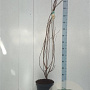 Cotinus coggygria 125-150 cm met kluit