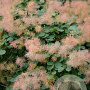 Cotinus coggygria 125-150 cm met kluit