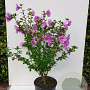 Hibiscus syr. Lavender Chiffon 50-60 cm met kluit