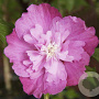 Hibiscus syr. Purple Ruffles 80-100 cm 7,5L