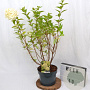 Hydrangea pan. 'Limelight' 40-50 cm 5,0L