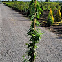 Lonicera henryi 150-175 cm 7,5L
