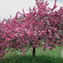 Malus 'Liset' 150-175 cm met kluit