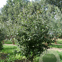 Mespilus germanica 200-225 cm met kluit