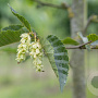 Ostrya carpinifolia 125-150 cm met kluit