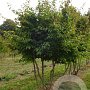 Parrotia persica 250-300 cm met kluit