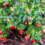 Vaccinium vitis-idaea GM P12