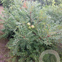 Xanthoceras sorbifolium 25-30 cm 3,0L