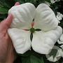 Cornus Venus 80-100 cm met kluit