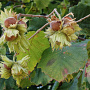 Corylus 'Halle'sche Riesen' 100-125 cm 10L