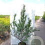 Hippophae rhamn. 'Friesd. Orange' 50-60 cm 5,0L