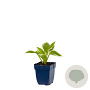 Hosta 'Patriot' GM  P11