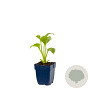 Hosta 'Royal Standard' GM  P11