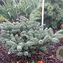 Abies koreana 'Blue Emperor' 30-40 cm 5,0L