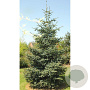 Abies pinsapo 'Glauca' 30-40 cm 5,0L