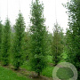 Ginkgo biloba 'Fastigiata Blagon' 125-150 cm 7,5L