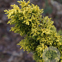 Juniperus chin. 'Plum. Aurea' 100-125 cm 15L
