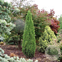 Juniperus comm. 'Bruns' 50-60 cm met kluit