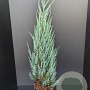 Juniperus s. 'Blue Arrow' 100-125 cm 7,5L