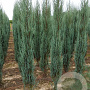 Juniperus s. 'Blue Arrow' 225-250 cm met kluit