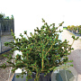 Picea pungens 'Lucky Strike' 50-60 cm 10L