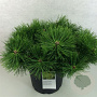 Pinus dens. 'Jane Kluis' 60-80 cm 5,0L