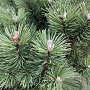 Pinus mugo 'Columbo' 60-80 cm 5,0L
