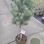 Pinus sylv. 'Watereri' 40 cm stam 10L