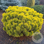Pinus sylv. 'Wintergold' 20-25 cm 5,0L