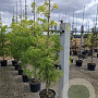 Sambucus nigra 'Golden Tower' Â® 150-175 cm met kluit