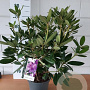 Rhododendron 'Catawb. Grandiflorum' 40-60 cm 5,0L