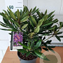 Rhododendron 'Marcel Menard' 35-40 cm 5,0L