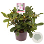 Rhododendron 'Furnivall's Daughter' 30-40 cm 5,0L