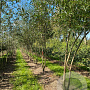 Salix alba 200-250 cm draadkluit meerstammig