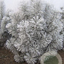Pinus nigra nigra 200-250 cm draadkluit solitair
