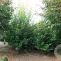 Acer freemanii 450-500 cm draadkluit meerstammig