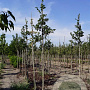 Crataegus succulenta 'Jubilee' 8-10 HO draadkluit