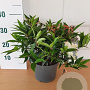 Leucothoe keiskei 'Royal Ruby' GM C3