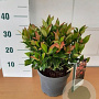 Leucothoe 'Zeblid' GM C3