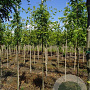 Quercus palustris 8-10 HO draadkluit
