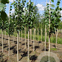 Tilia europaea 'Pallida' 8-10 HO draadkluit