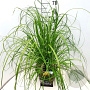 Cortaderia selloana 60-80 cm 10L