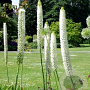 Eremurus himalaicus 10 cm verpakt per 10