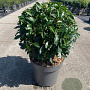 Prunus l. 'Angustifolia' 40 cm 12L bol